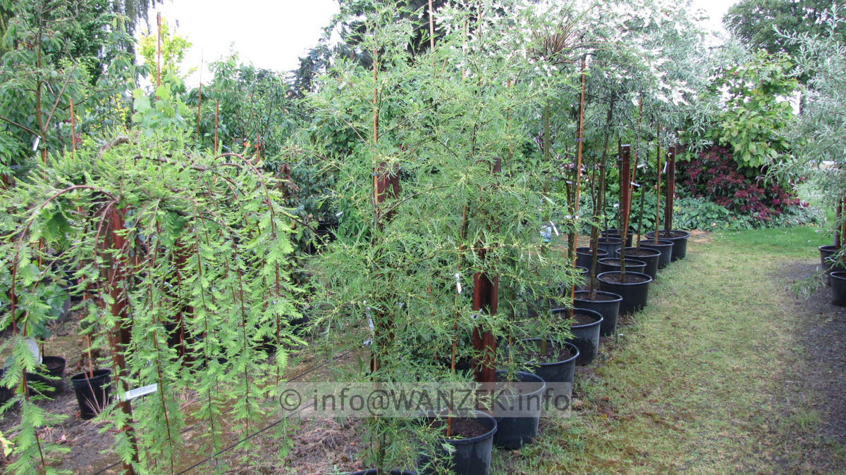 Alnus glutinosa Imperialis.JPG